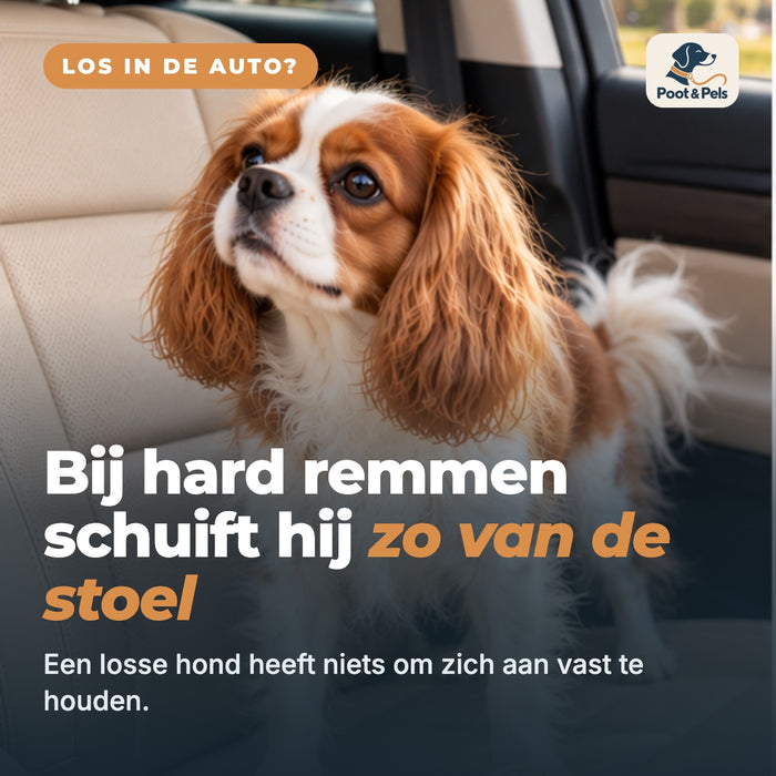 Los in de auto? Bij hard remmen schuift hij zo van de stoel. Een losse hond heeft niets om zich aan vast te houden.